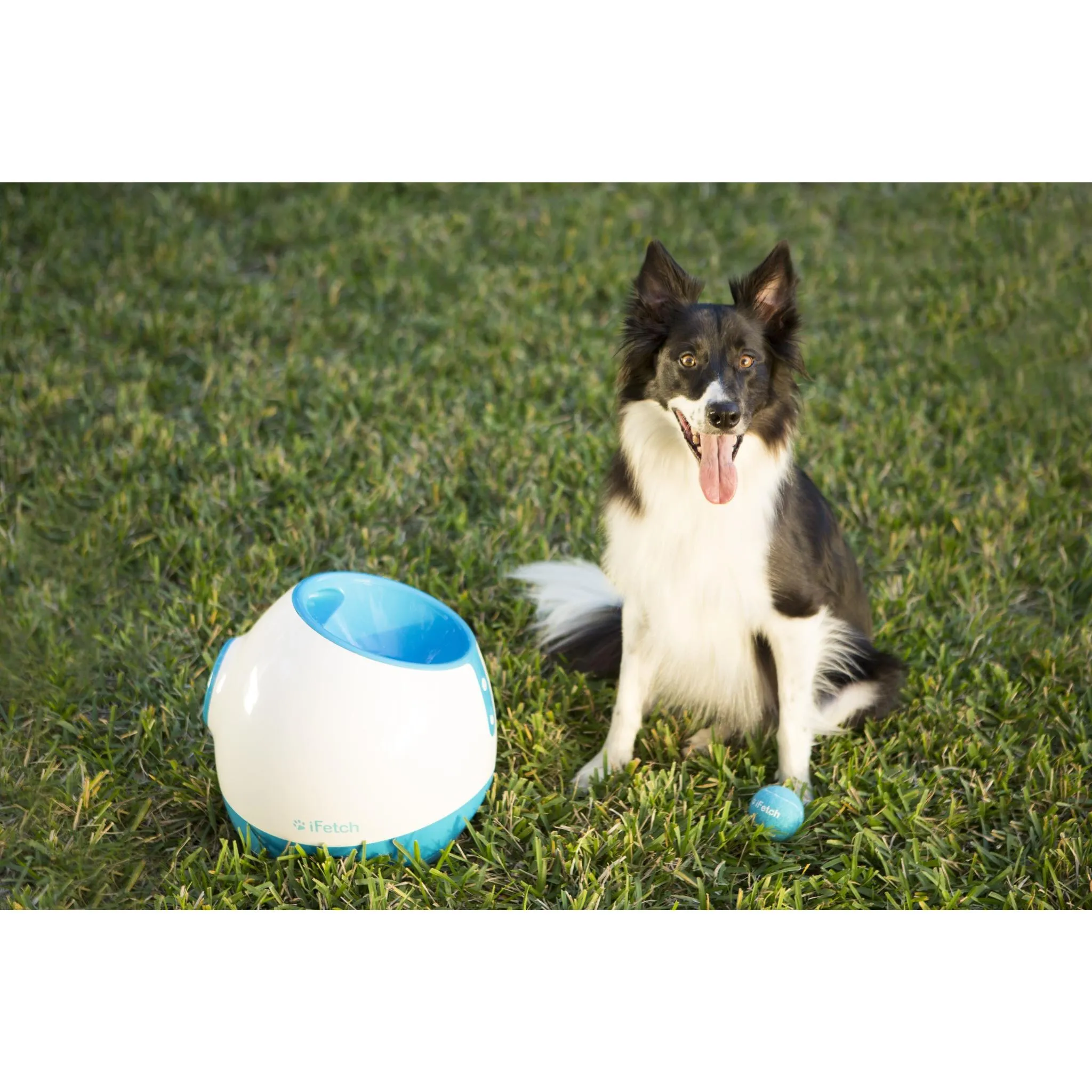 iFetch Too Ball Launcher