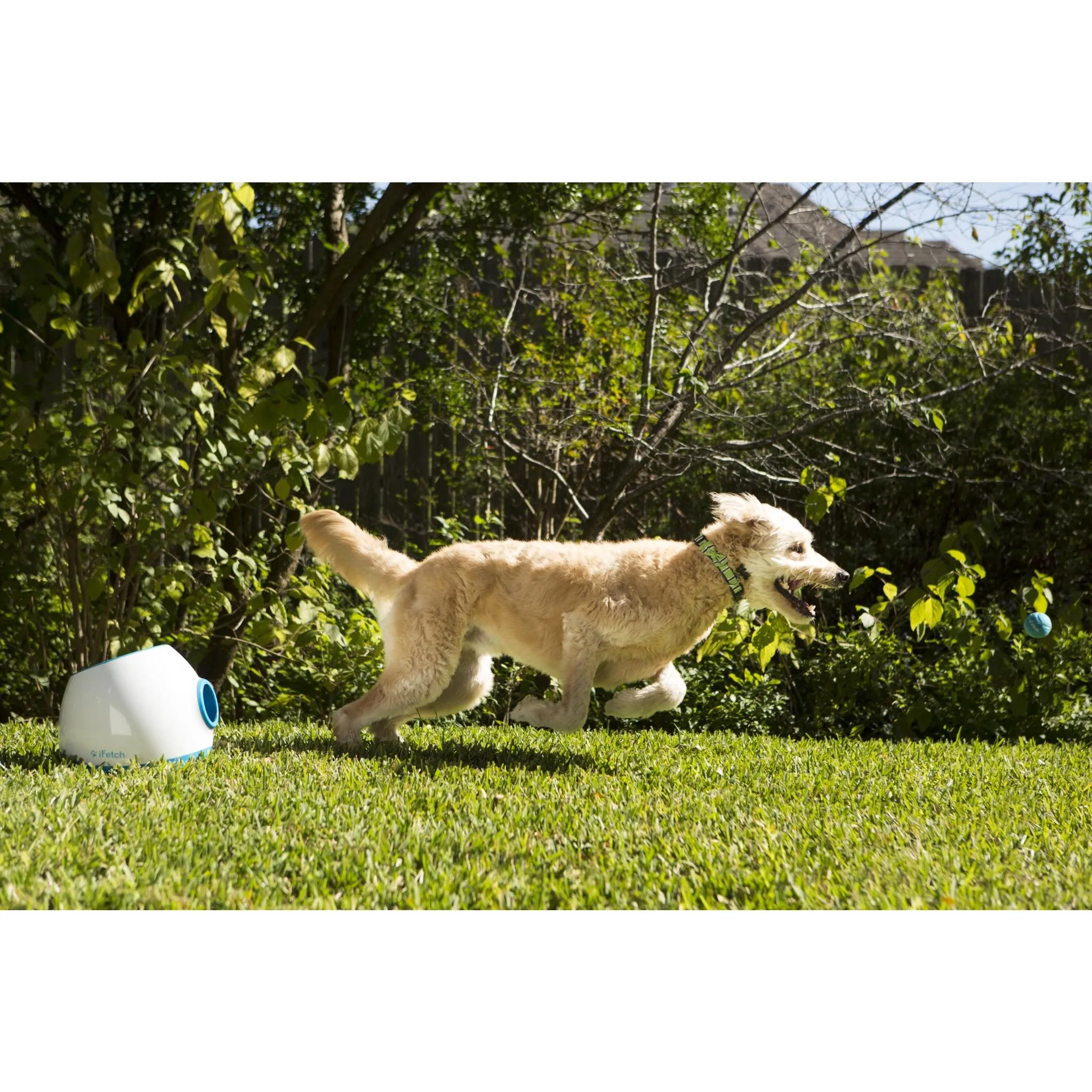 iFetch Too Ball Launcher