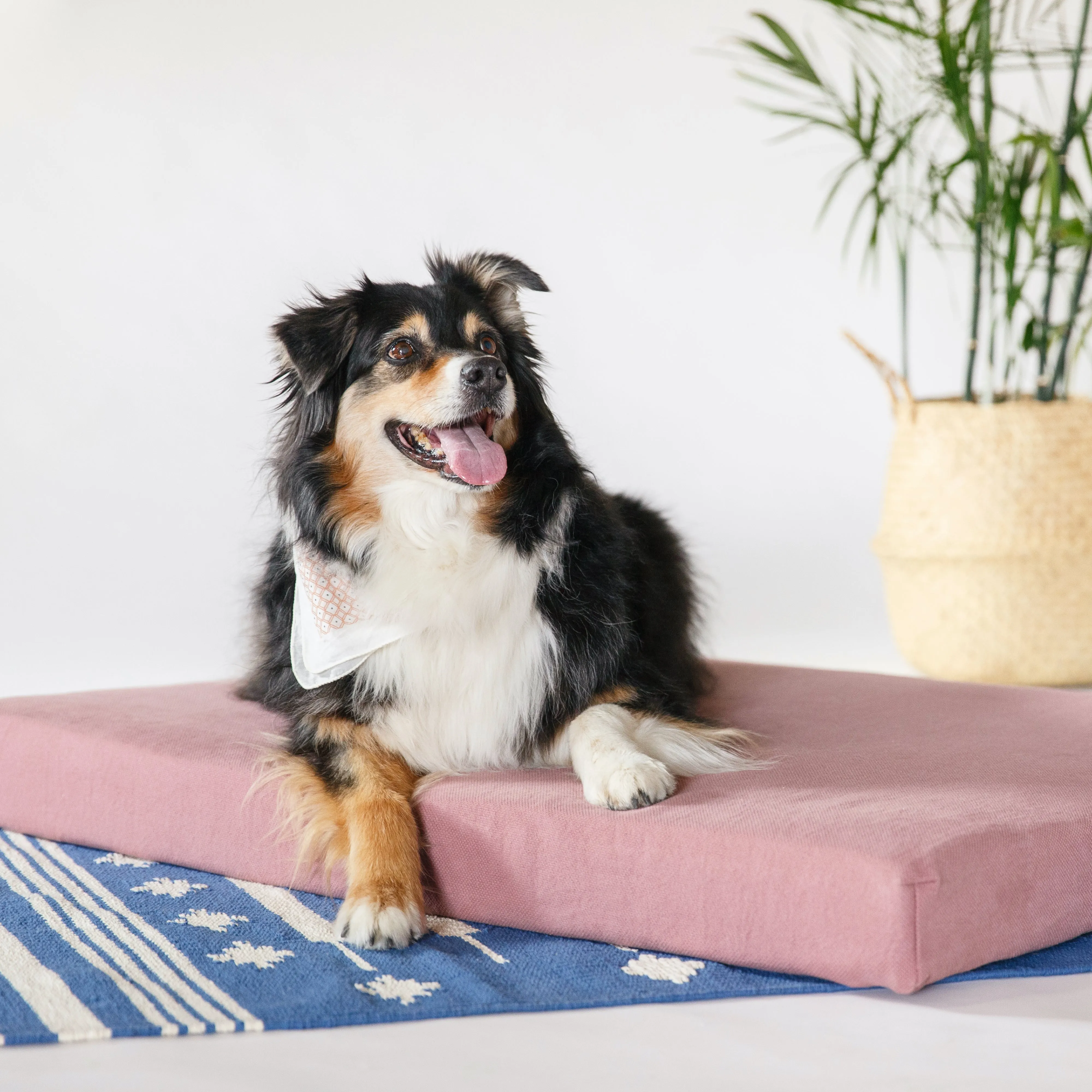 Organic Dog Bed   Pillow Bolster