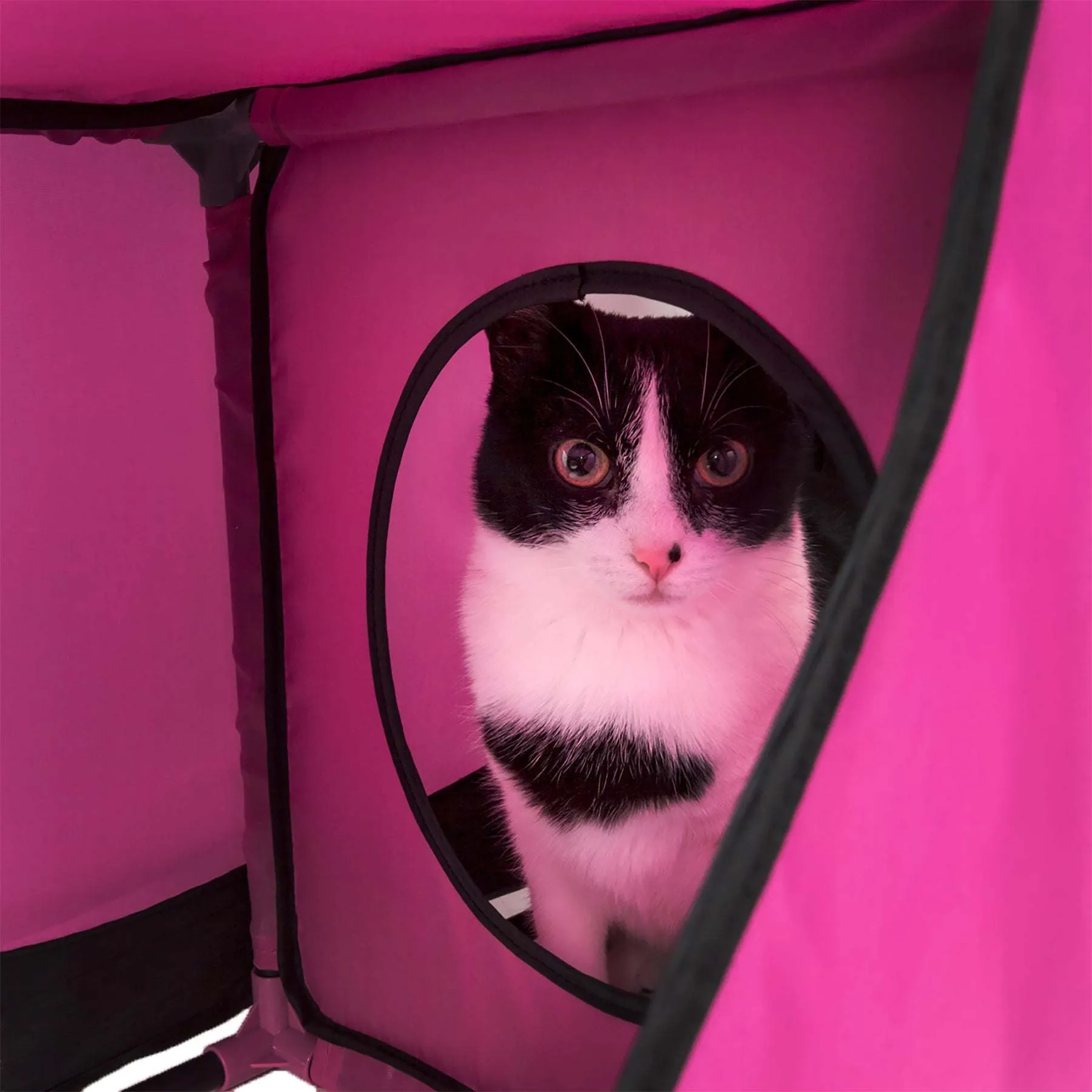 Pet Life - Kitty-Play Collapsible Cat Playhouse